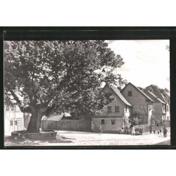 alte AK Kranichfeld, Linde vorm Baumbachhaus