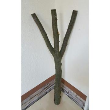 Baumstamm Linde verzweigt Ast Stamm Holz Skulptur Deko Terrarium Natur 85 cm