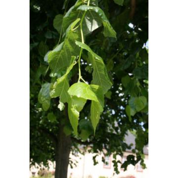 Tilia euchlora Krim-Linde Krimlinde 150-200 cm im Container