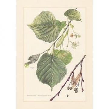 Sommerlinde - Tilia platyphyllos Farbdruck von 1958 Großblättrige Linde