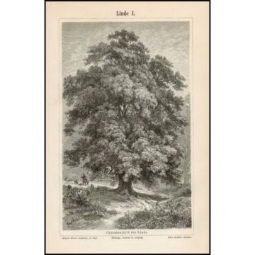 Stich Linde Winterlinde Tilia cordata Charakterbild Blüte Samen 1895 Original