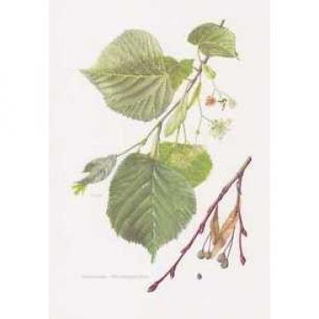 Sommerlinde - Tilia platyphyllos Farbdruck von 1958 Großblättrige Linde