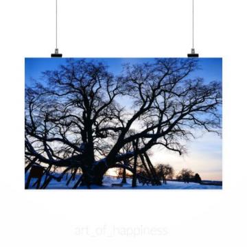 Stunning Poster Wall Art Decor Tree Linde Old Natural Monument 36x24 Inches