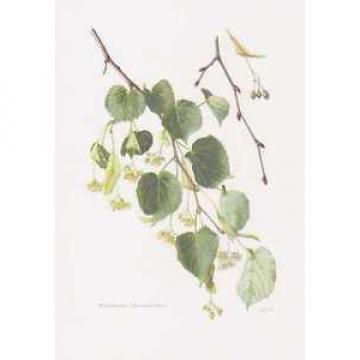 Winter-Linde - Tilia cordata Farbdruck von 1958 Stein-Linde