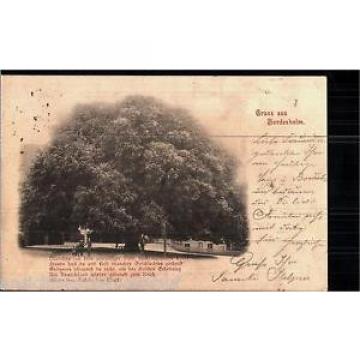 176.085 Bordesholm, Linde, gl1898